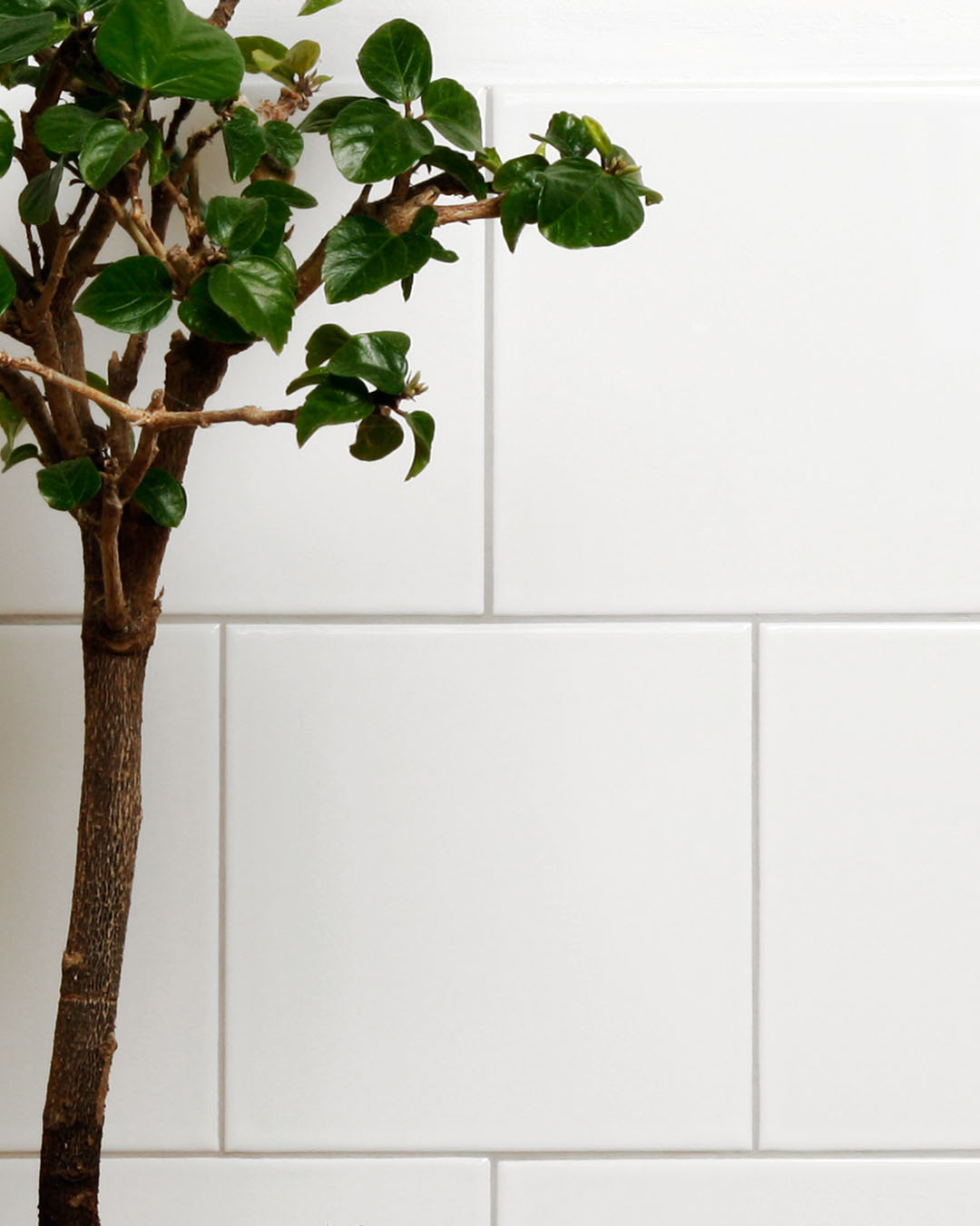 Hvide køkkenfliser i klassisk stil på væg, med grøn plante som indretning. Hvide køkkenfliser i klassisk stil på væg, med grøn plante som indretning.